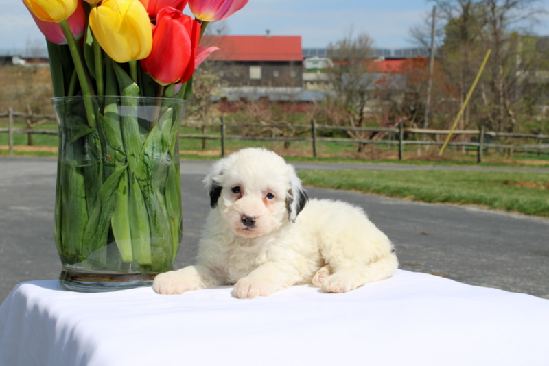 puppy, for, sale, Mini Bernedoodle F2, Matthew B. Stoltzfus, dog, breeder, Gap, PA, dog-breeder, puppy-for-sale, forsale, nearby, find, puppyfind, locator, puppylocator, aca
